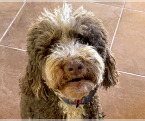 Medium Photo #1 Bernedoodle Puppy For Sale in San Ramon, CA, USA