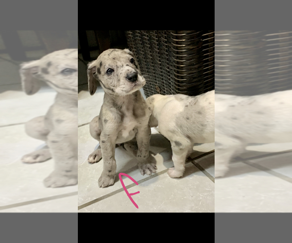Medium Photo #3 Great Dane Puppy For Sale in SAN DIEGO, CA, USA