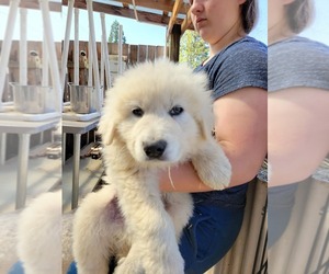 Great Pyrenees-Maremma Sheepdog Mix Puppy for sale in LEBANON, OR, USA
