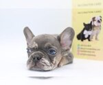 Small Photo #2 French Bulldog Puppy For Sale in DULUTH, GA, USA