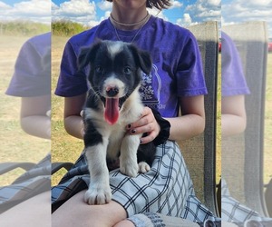 Medium Border Collie