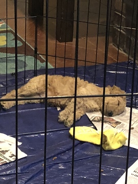 Medium Photo #1 Poodle (Standard) Puppy For Sale in BARR, MS, USA