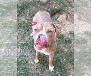 261386  Cozy - Male American Bulldog-Unknown Mix Dog for Adoption - Photo #2