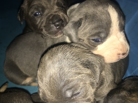 Medium Photo #1 Staffordshire Bull Terrier Puppy For Sale in BROOKLYN, NY, USA