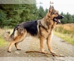 Small #3 German Shepherd Dog-Siberian Husky Mix