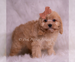 Small #2 Cavapoo (Miniature)
