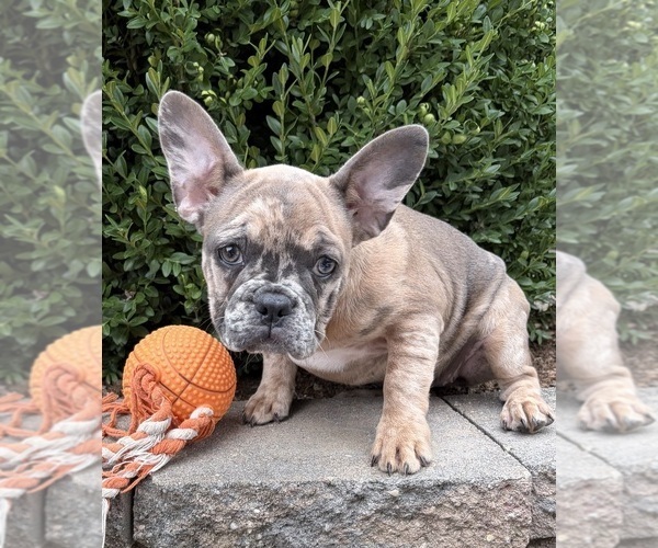 Medium Photo #4 French Bulldog Puppy For Sale in MIDDLEBURY, IN, USA