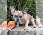 Dixie - Female French Bulldog Puppy for Sale - Photo #4