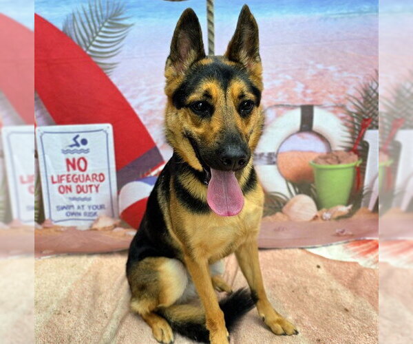 Medium Photo #2 German Shepherd Dog Puppy For Sale in Long Beach, CA, USA