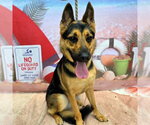Small #1 German Shepherd Dog