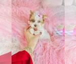 Small #5 Yorkshire Terrier