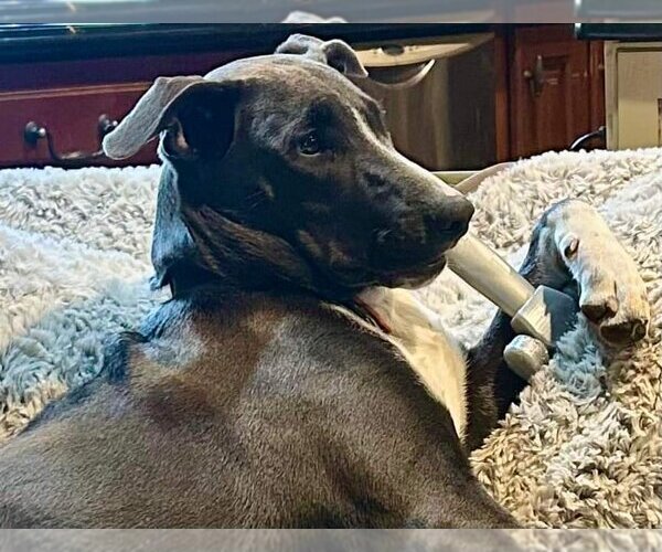 Medium Photo #21 American Pit Bull Terrier-Unknown Mix Puppy For Sale in Rockaway, NJ, USA
