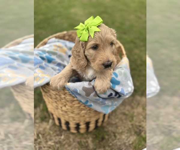 Medium Photo #19 Goldendoodle Puppy For Sale in MEMPHIS, TN, USA