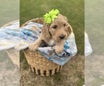 Small Photo #19 Goldendoodle Puppy For Sale in MEMPHIS, TN, USA