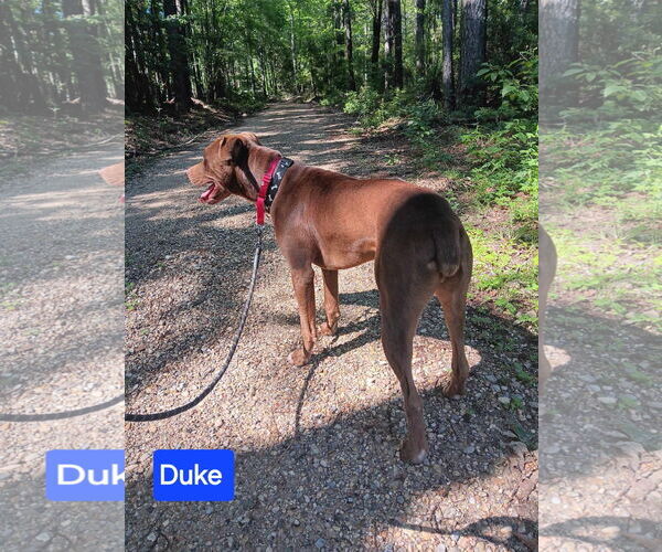 Medium Photo #3 Mutt Puppy For Sale in Farmerville, LA, USA