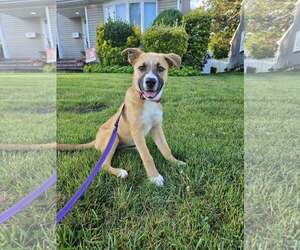Mutt Dogs for adoption in Woodbury, NY, USA