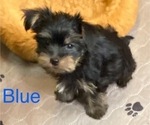 Small Photo #5 Yorkshire Terrier Puppy For Sale in NEWBURGH, IN, USA