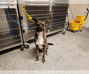 Plott Hound-Unknown Mix Dogs for adoption in Houston, TX, USA