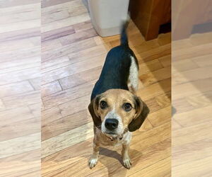Beagle Dogs for adoption in Cromwell, KY, USA