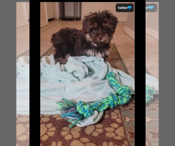 Medium Photo #2 Yorkshire Terrier Puppy For Sale in TUCSON, AZ, USA