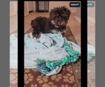 Small #1 Yorkshire Terrier