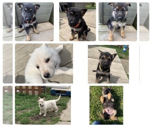 German Shepherd Dog Puppy for sale in RUSSIAVILLE, IN, USA
