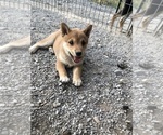 Small Photo #2 Shiba Inu Puppy For Sale in HARRISBURG, MO, USA