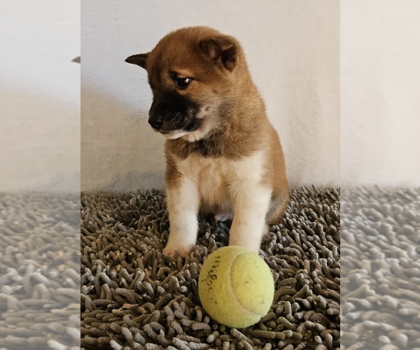 Medium Photo #2 Shiba Inu Puppy For Sale in EDINA, MO, USA