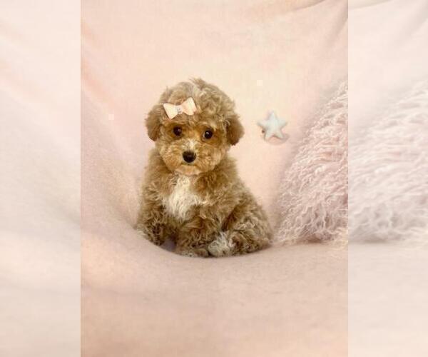 Medium Photo #10 Poodle (Toy) Puppy For Sale in PEMBROKE PINES, FL, USA