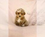 Small #1 Poodle (Toy)