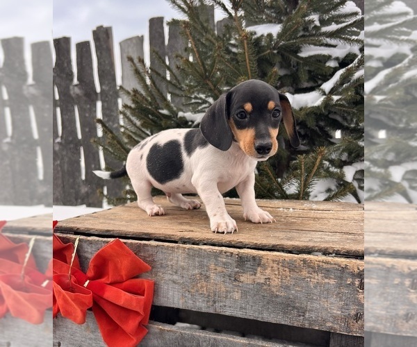 Medium Photo #5 Dachshund Puppy For Sale in MIDDLEBURY, IN, USA