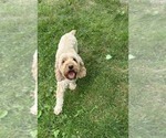 Small Photo #1 Cockapoo (Miniature) Puppy For Sale in MIDDLEBURY, IN, USA