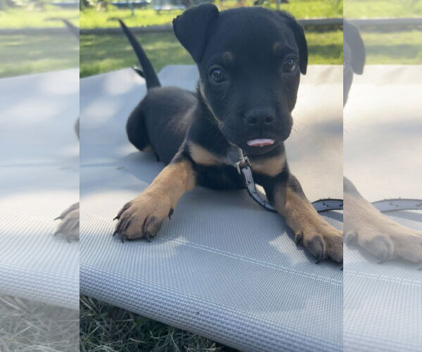 Medium Photo #2 American Pit Bull Terrier-Chihuahua Mix Puppy For Sale in Hillsboro, MO, USA