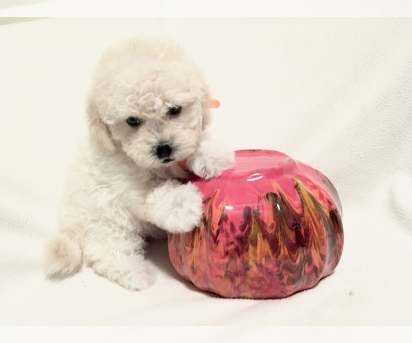Medium Photo #13 Poodle (Toy) Puppy For Sale in SAFFORD, AZ, USA