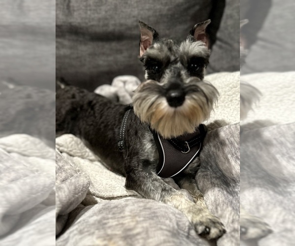 Medium Photo #1 Schnauzer (Miniature) Puppy For Sale in JEFFERSON, OR, USA
