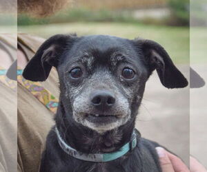 Chiweenie Dogs for adoption in Huntley, IL, USA