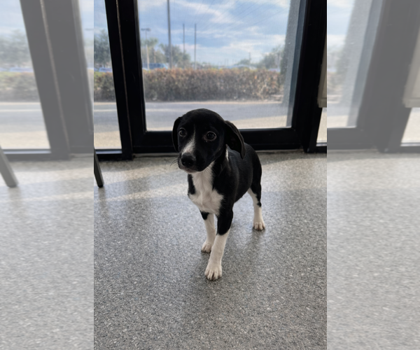 Medium Photo #1 Lab-Rat Terrier Puppy For Sale in Sanford, FL, USA