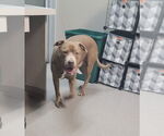 Small #1 Mastiff