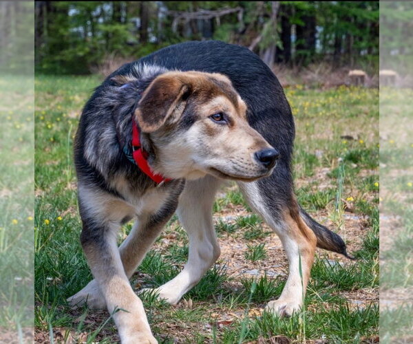 Medium Photo #2 Mutt Puppy For Sale in Canton, CT, USA