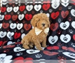 Small #7 Cavapoo (Miniature)