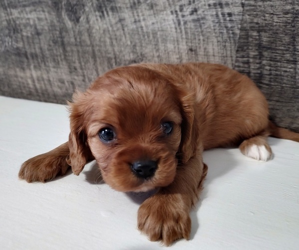 Full screen Photo #2 Cavalier King Charles Spaniel Puppy For Sale in CLARK, MO, USA