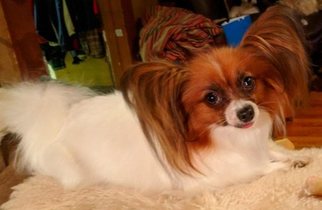 Mother of the Papillon puppies born on 03/30/2018