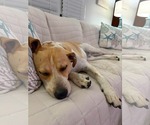 Small #4 Beagle Mix