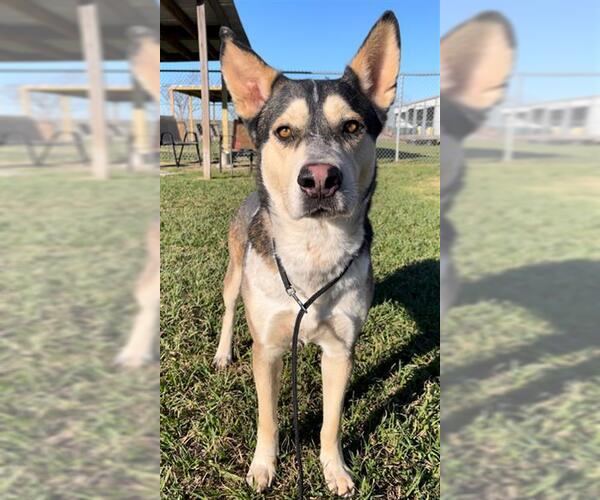 Medium Photo #2 Gerberian Shepsky Puppy For Sale in Rosenberg, TX, USA