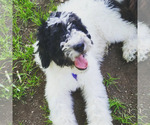 Small Photo #11 Miniature Bernedoodle Puppy For Sale in SAINT LOUIS, MO, USA