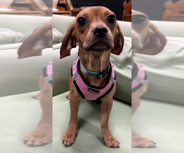 Medium Photo #2 Daug Puppy For Sale in Mundelein, IL, USA