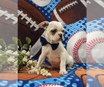 Small #2 Faux Frenchbo Bulldog