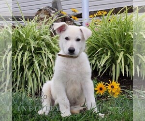 German Shepherd Dog Puppy for sale in STEWARTSTOWN, PA, USA