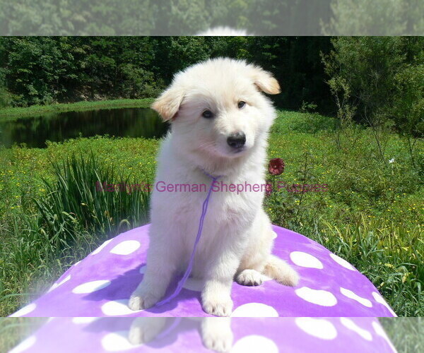 Medium Photo #6 German Shepherd Dog Puppy For Sale in PIEDMONT, MO, USA