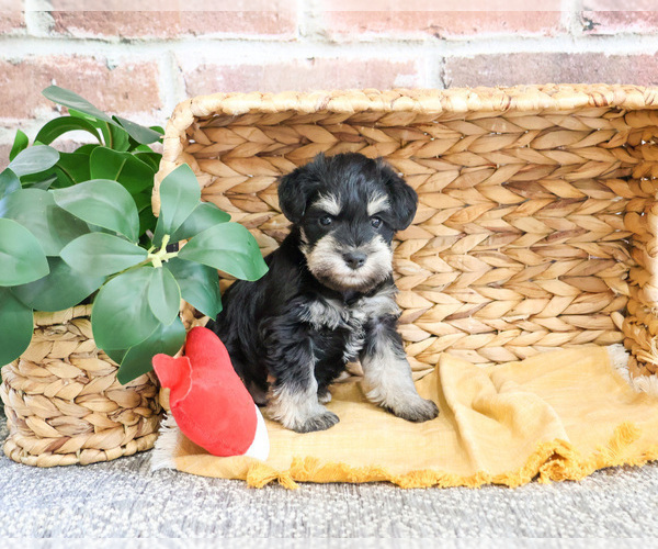 Medium Photo #9 Schnauzer (Miniature) Puppy For Sale in SYRACUSE, IN, USA